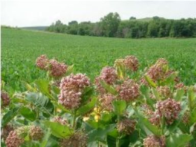 Habitat-Milkweed